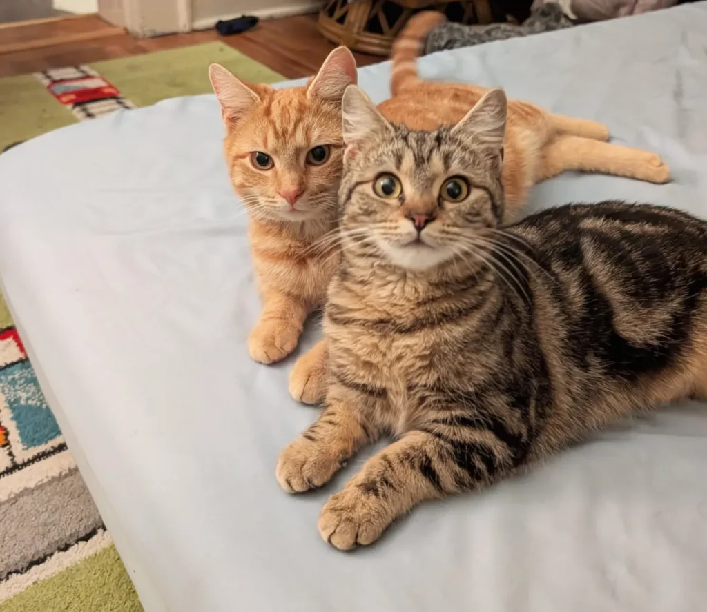 Whispers of the Cat Kingdom