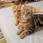 Whispers of the Cat Kingdom