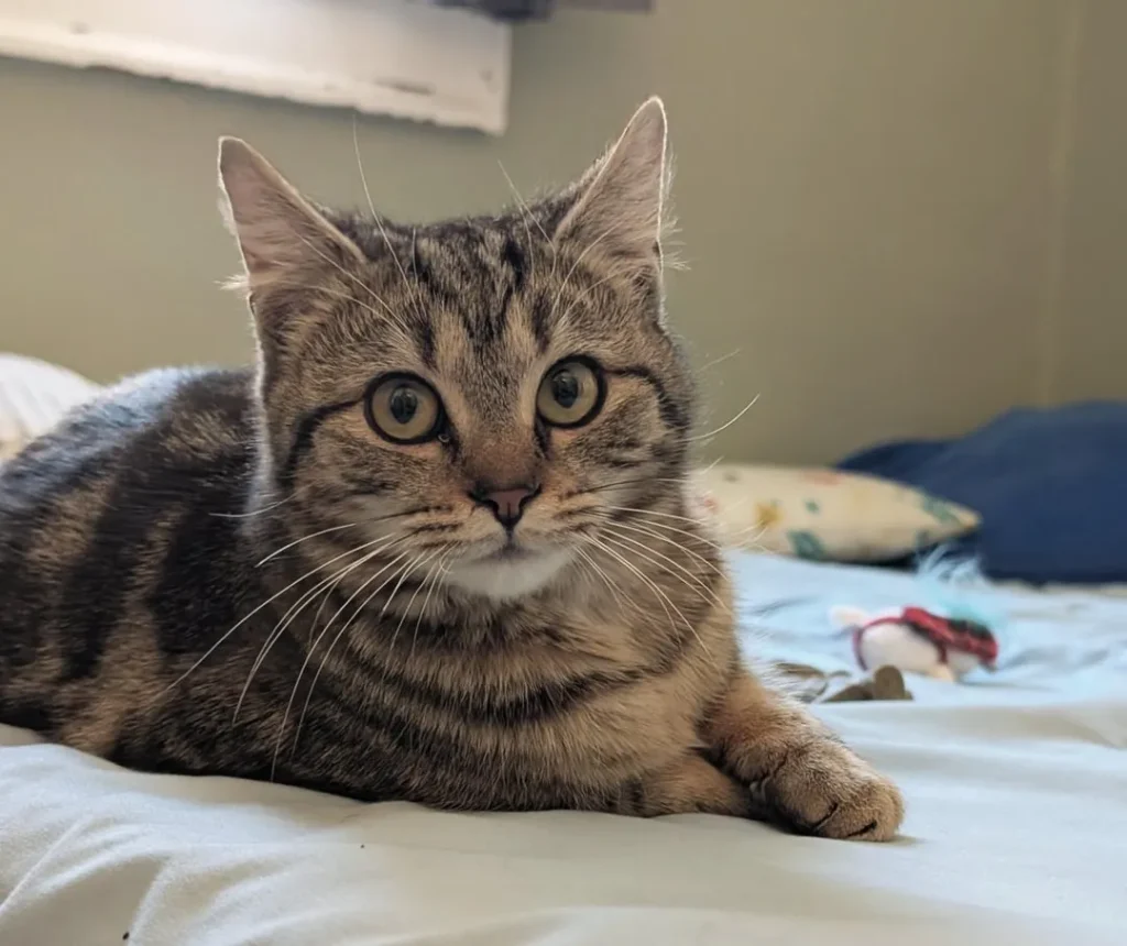 Whispers of the Cat Kingdom