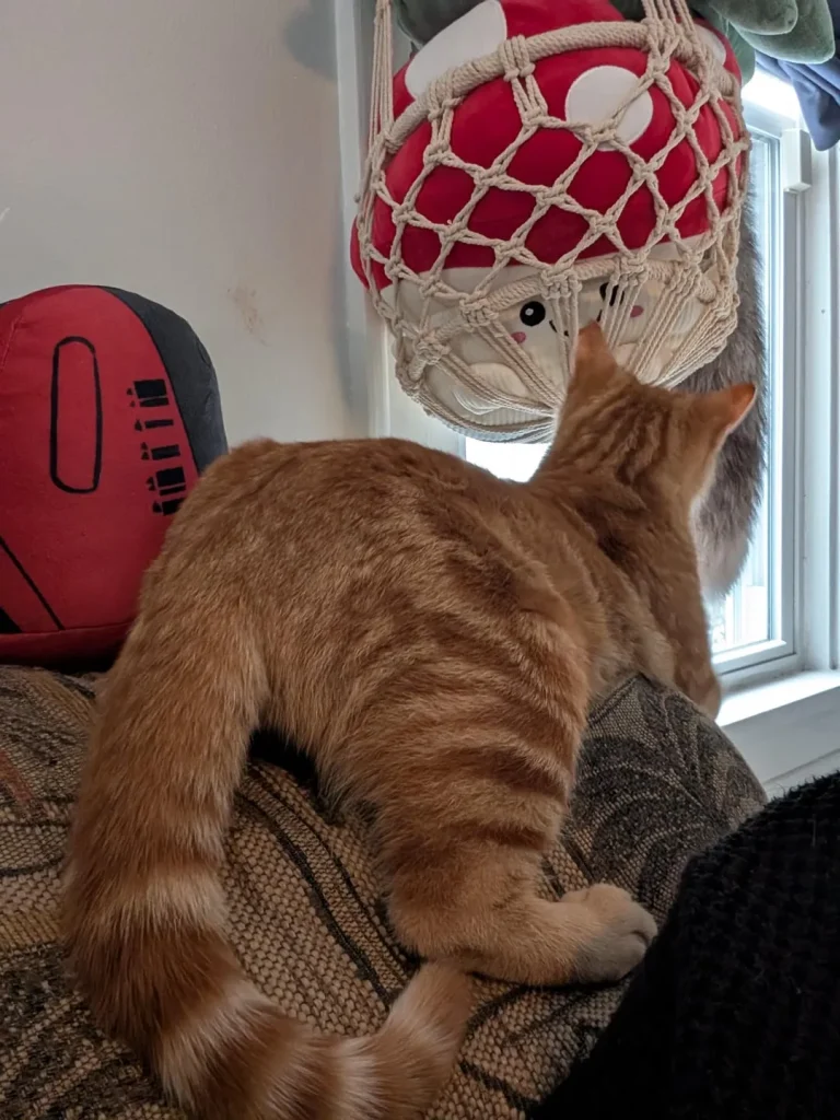 Whispers of the Cat Kingdom