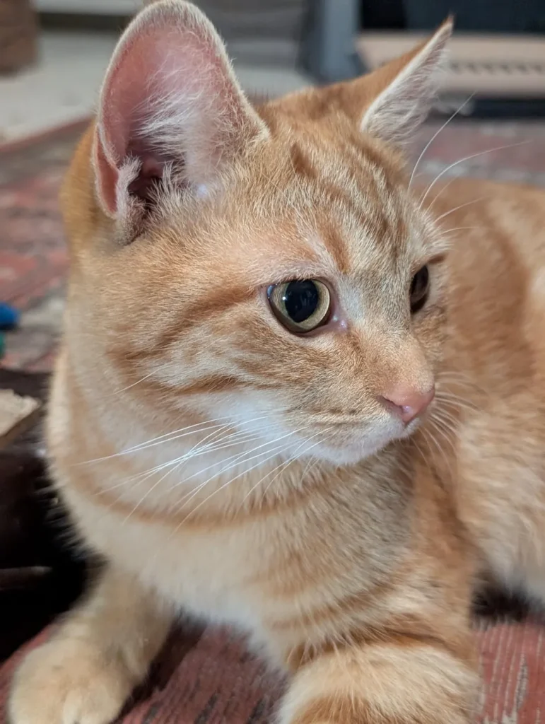 Whispers of the Cat Kingdom